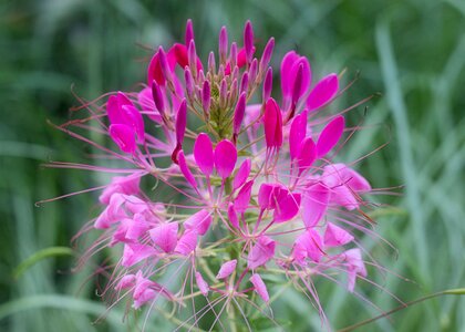 Bloom close up beauty