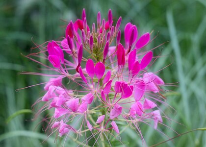 Bloom close up beauty photo