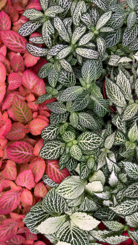 Leaves colors botany