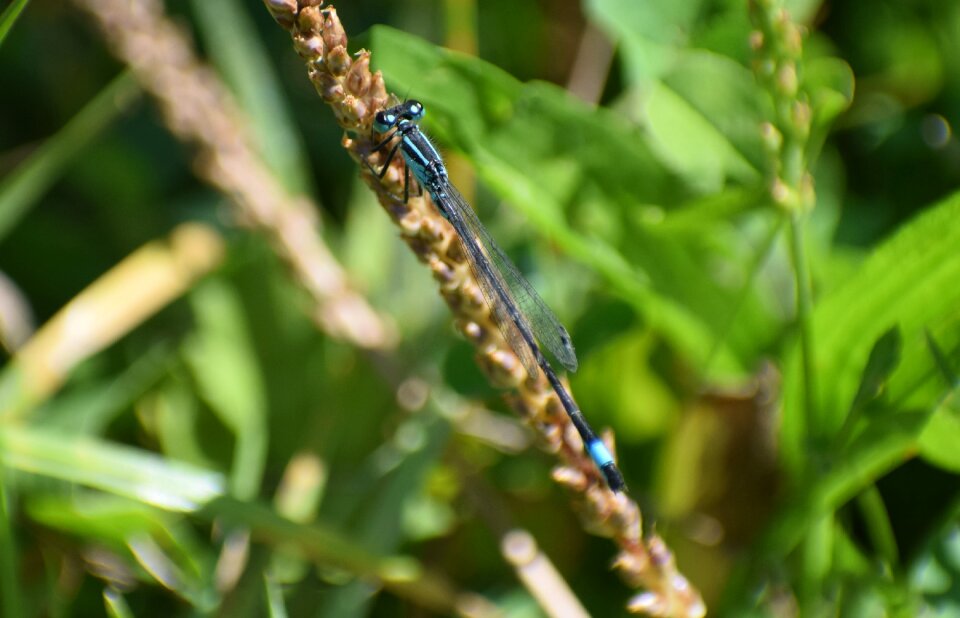 Macro wing blue photo