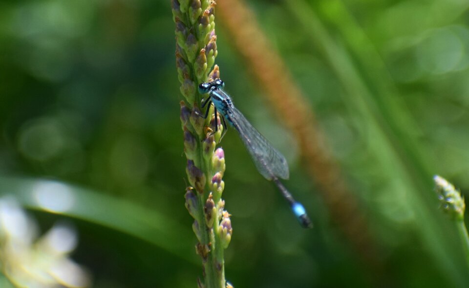 Macro wing blue photo