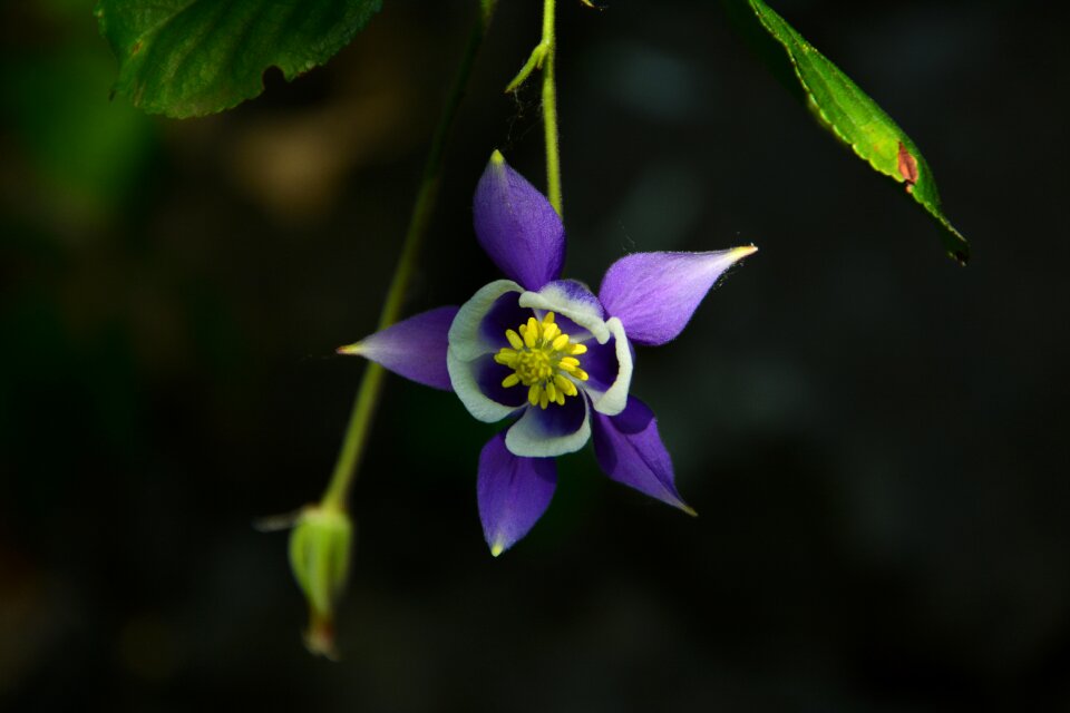 Purple plant blooming
