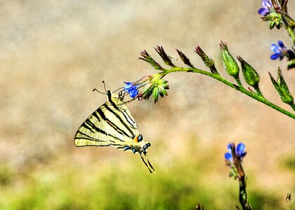 Flower nectar pollen