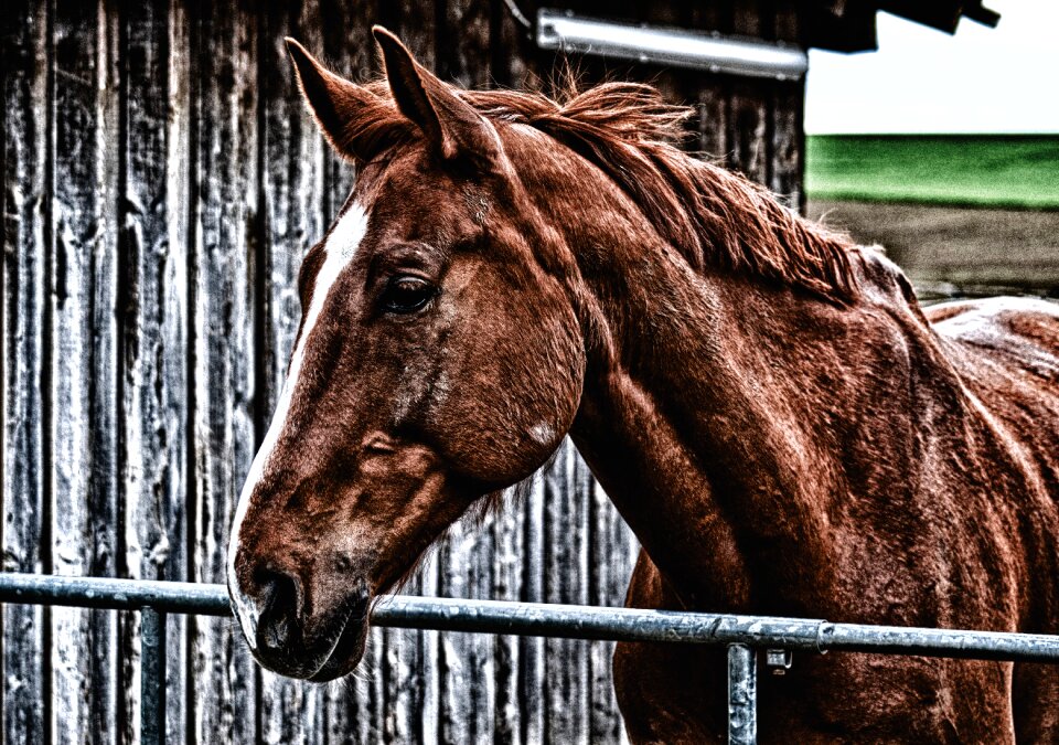 Animal world brown horse stall