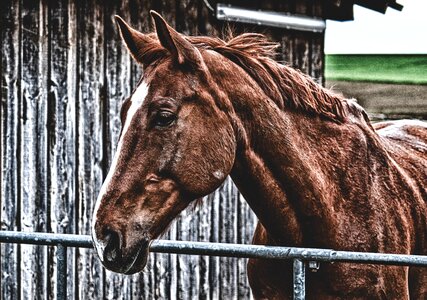 Animal world brown horse stall photo