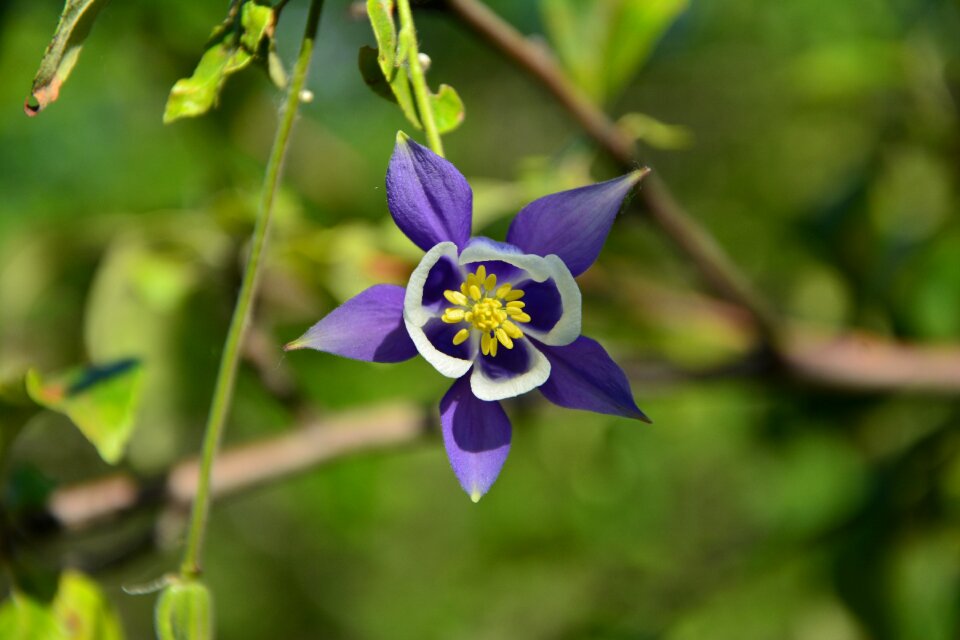 Purple plant blooming
