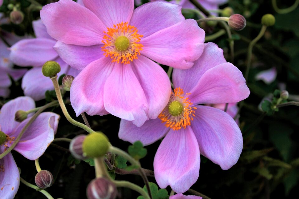Garden close up petals