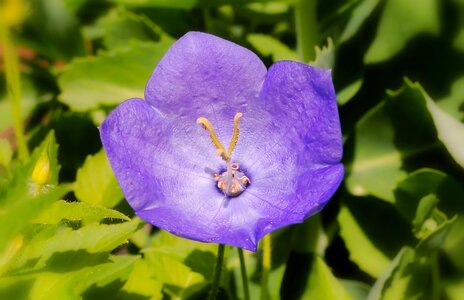 The petals plant garden