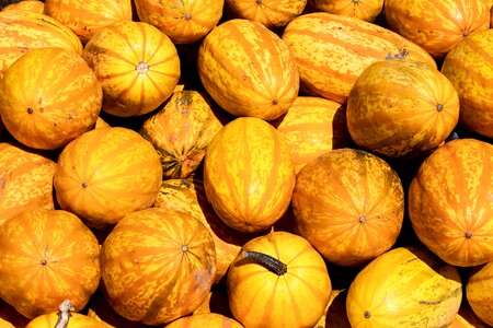 Orange autumn harvest photo