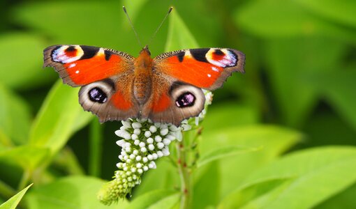 Butterfly peacock day macro