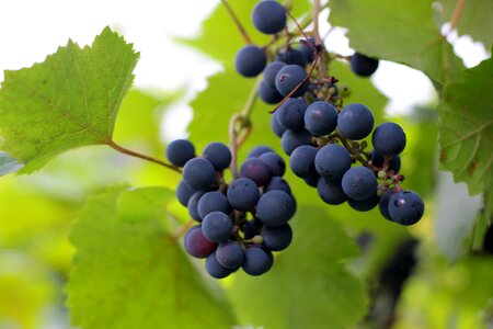 Vines fruit vineyard