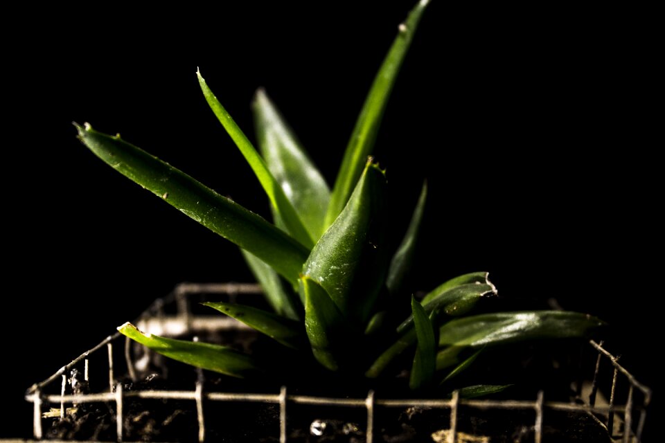 Flowerpot green flora