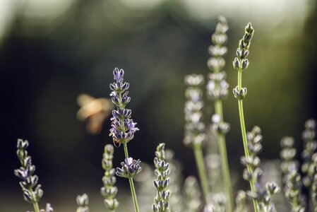 Bokeh day daylight photo