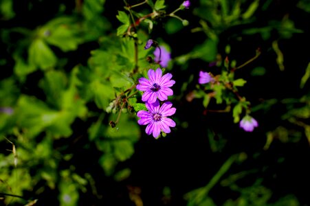 Purple flower nature spring photo