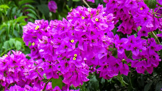 Violet color garden