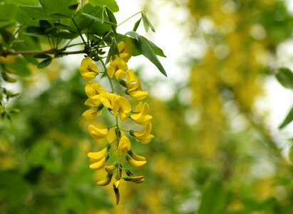 Nature flower spring