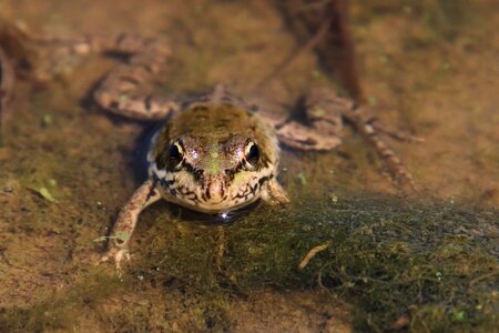 Animal world volga grey photo