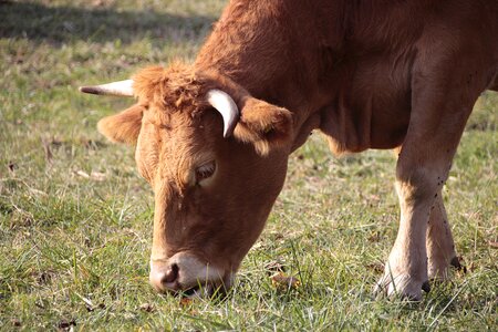 Mammal horns pasture photo