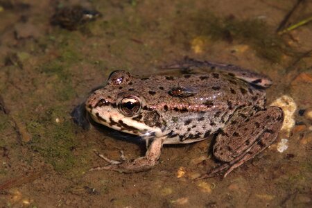 Water animal world volga