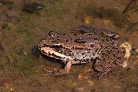 Water animal world volga photo