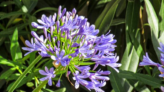 Flower plant nature