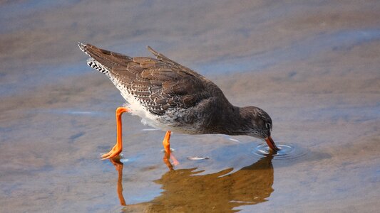 Bird wildlife nature