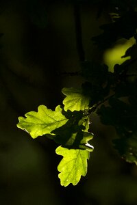 Leaves tree summer photo