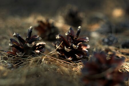 Litter nature forest photo