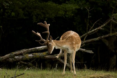 Mammal nature wild