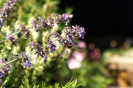 Summer flower flower nature