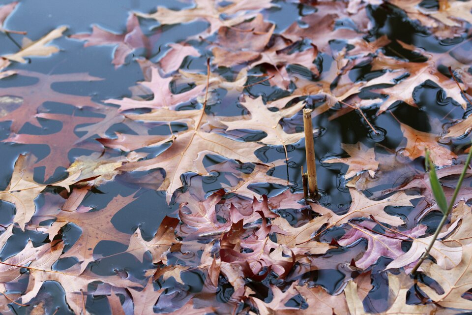 Wet pond autumn