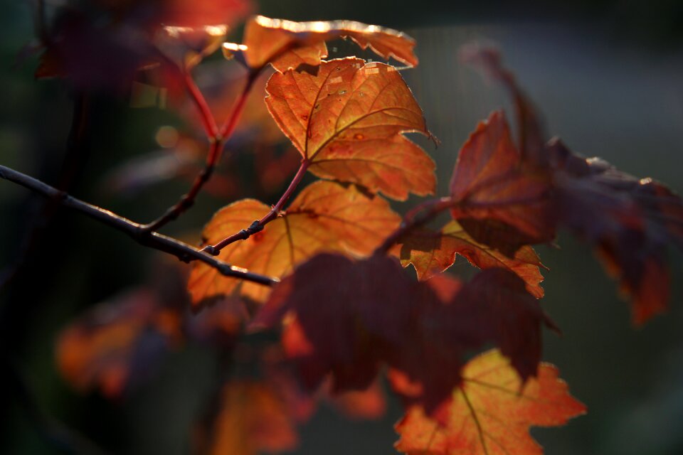Autumn the sun leaf