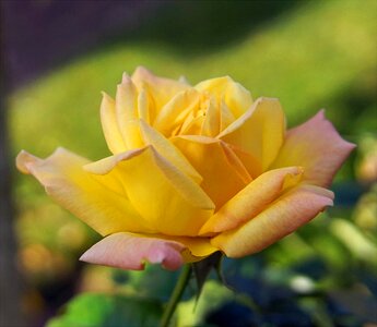 Bloom flower rose bloom