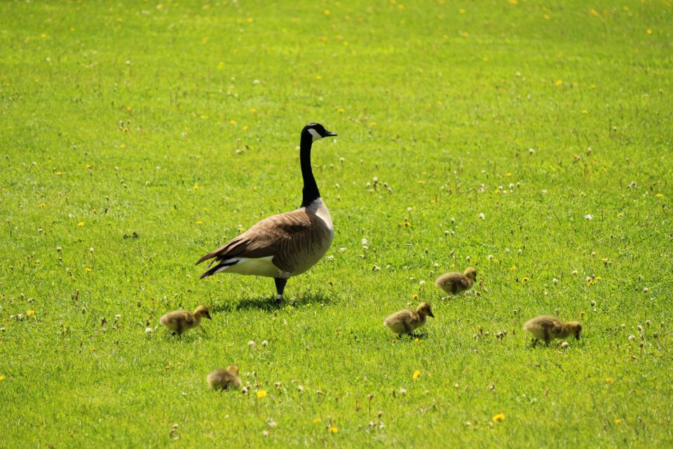 Water geese plumage