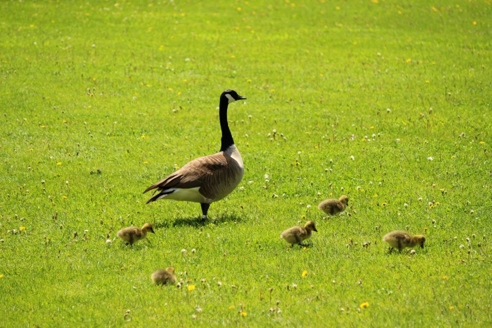 Water geese plumage photo