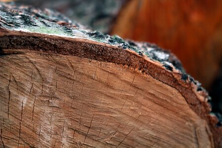 Jar the bark trunk