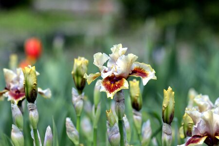 Beautiful nature garden