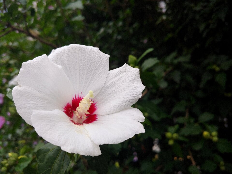 Petal rose of sharon white flower
