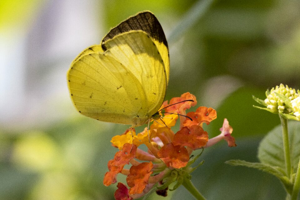 Flowers wing close