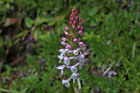 Gymnadenia alphabet flower