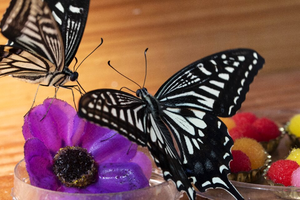 Flowers wing close