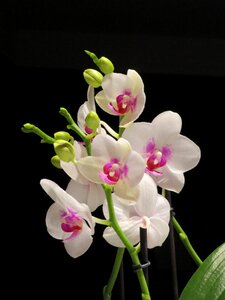 Flower orchid white and pink photo