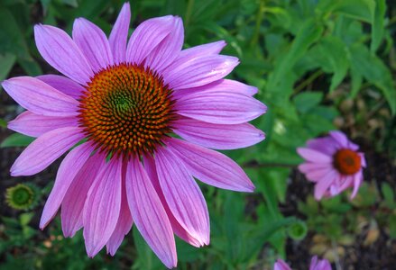 Flower coneflower nature