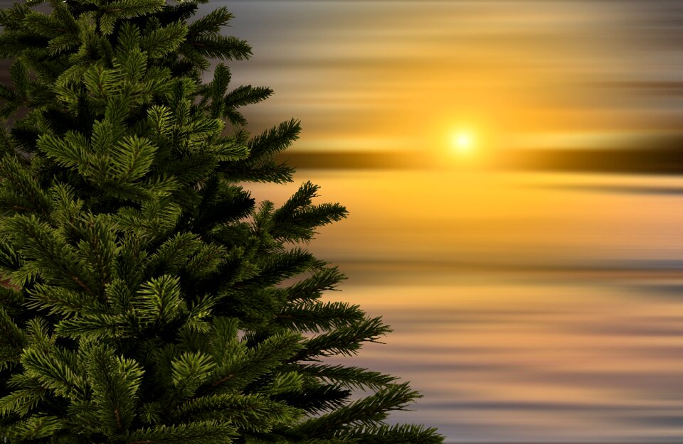 Christmas tree winter landscape