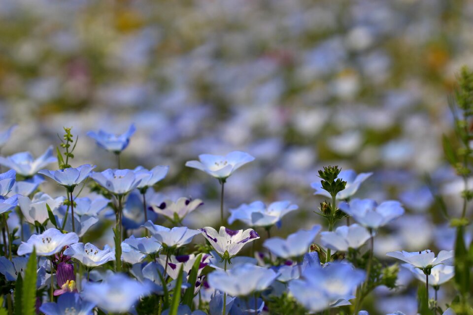 Flower blue flowers flower garden