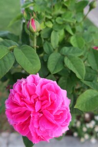 Flower nature plant