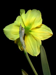 Yellow green plant photo