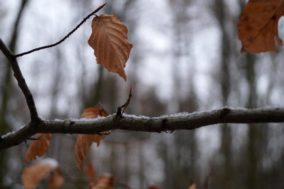 Nature frost aesthetic