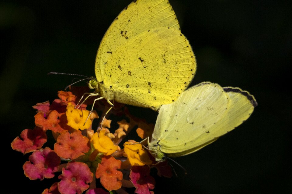 Flowers wing close
