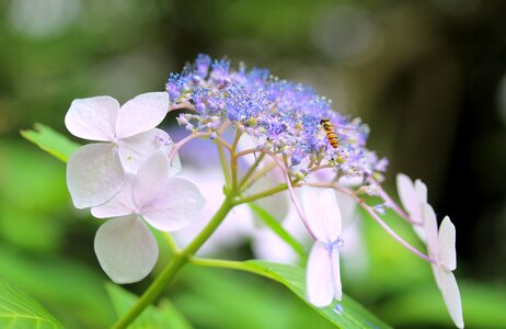山紫陽花 flowers abu 花虻 photo